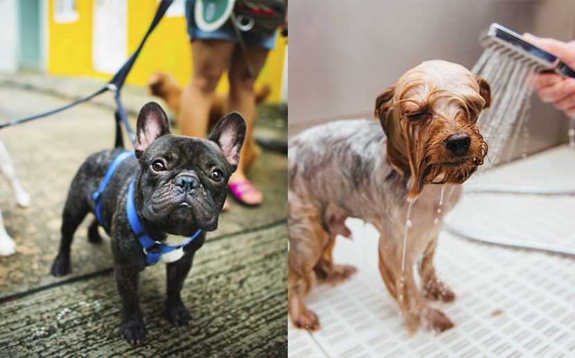 El paseo y la peluquería de mascotas serían dos de los negocios más capitalizados