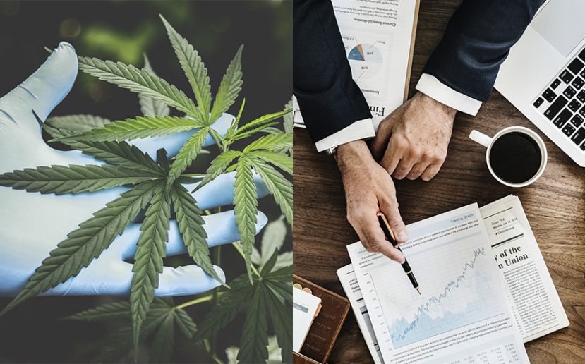 Cada vez más empresas comienzan a explorar el cannabis