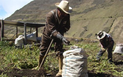 Caraqueños desarrollan app para optimizar la agricultura en Venezuela