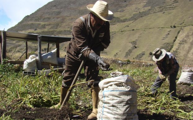 Caraqueños desarrollan app para optimizar la agricultura en Venezuela