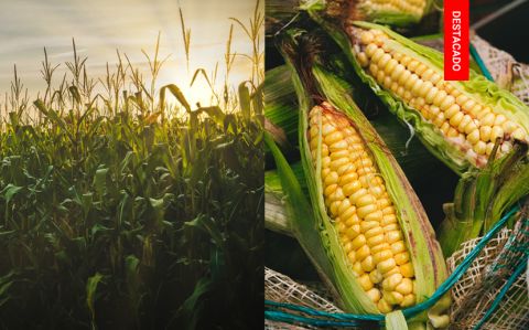 La siembra y producción del maíz aumento en comparación con el 2020