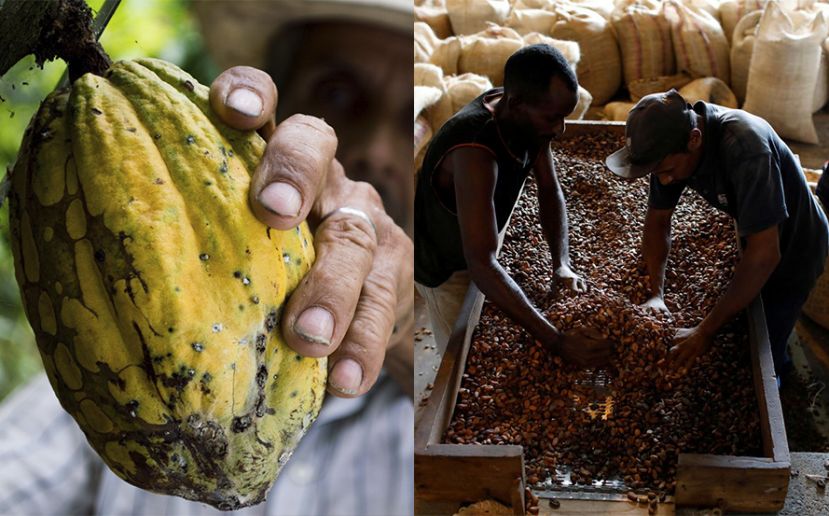 Más de 3.000 toneladas de cacao venezolana se encuentran en almacenes de Nueva York